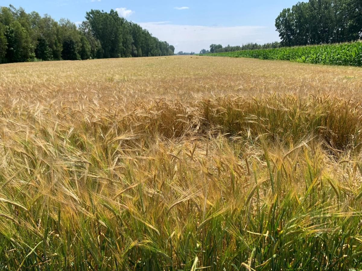 Gite - La Ruee Vers L'Orge ทรัวส์-ริวิแยร์ ภายนอก รูปภาพ